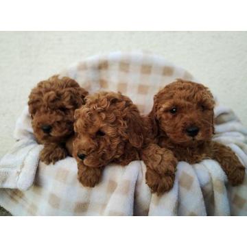 Štenci aprikot pudle 