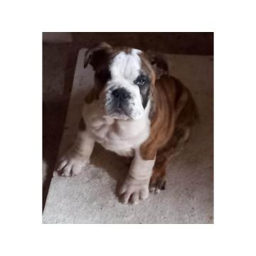 Engleski buldog, muško štene