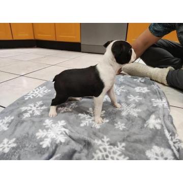 Boston terijer, stenci 