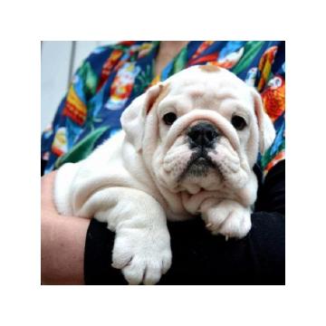 Engleski buldog  