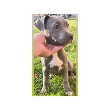 Pitbull Blueline & Lilac