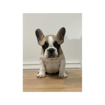Francuski buldog  