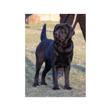 Labrador retriver, crni mužjak 