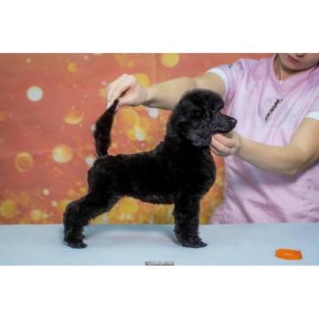 Medium pudle štenci