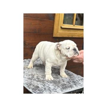 Engleski buldog  