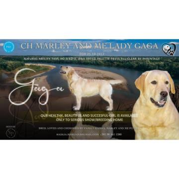 Labrador retriver ženka na prodaju