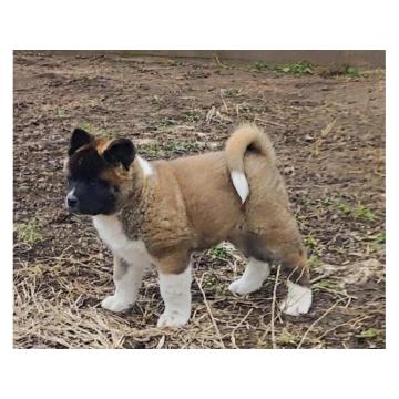 Americka akita štenci