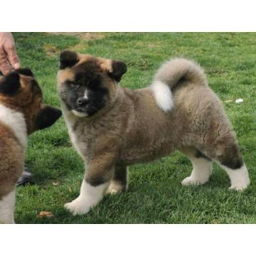 Američka Akita, vrhunski štenci