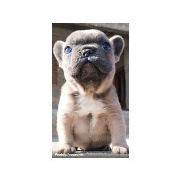Francuski Buldog zenkica