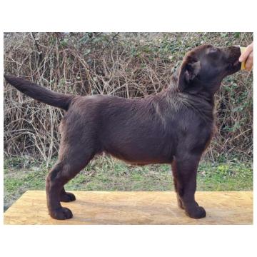 Labrador retriver čokoladni štenci