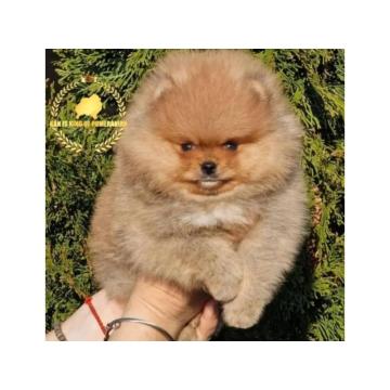 Pomeranac prelepi štenci
