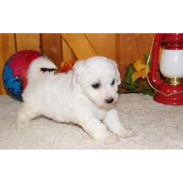 Bichon Frise štenci