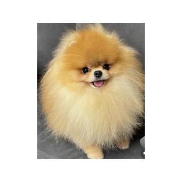 Cistokrvni pomeranci tedi bear tipa