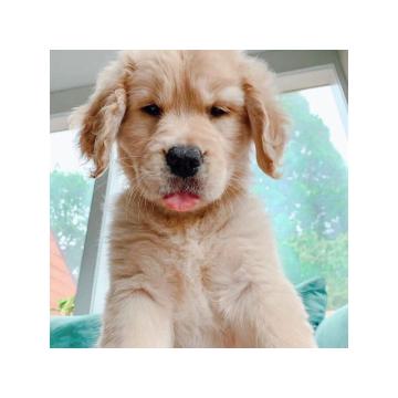 Štenci zlatnog retrivera. 