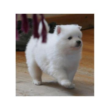 Štenci japanskog špica