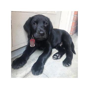 Štenci labrador retrivera