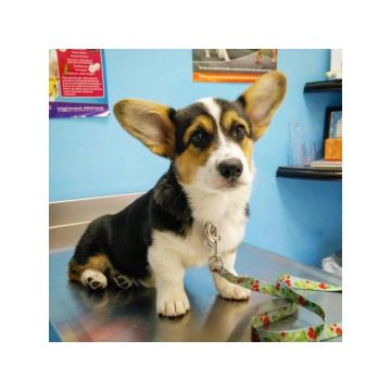 Pembroke Welsh Corgi Pembroke štenci.