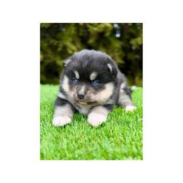 Pomsky- pomski, patuljasti i mini