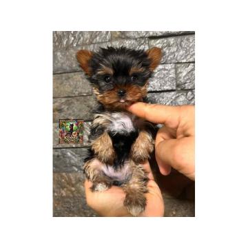 Jorkširski terijer mini  