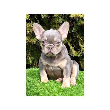 Francuski buldog