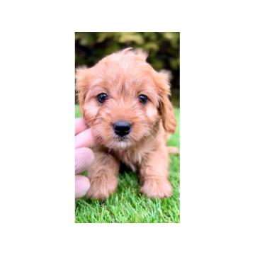 Cavapoo- kavapoo (cavalier + toy pudla)