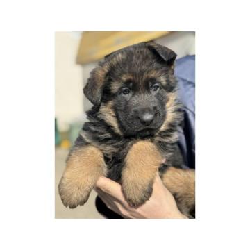 Nemački Ovčar štenci