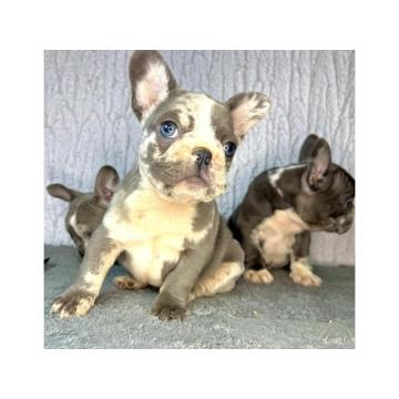 Francuski Buldog PRELEPI štenci