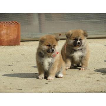 Prodajemo stence japanskih Akita