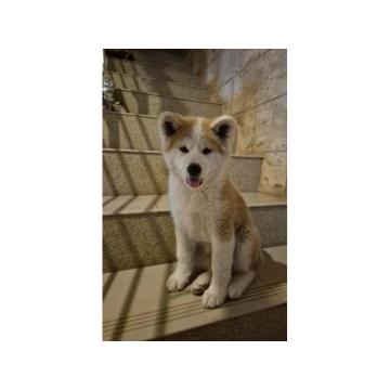 Japanska Akita žensko štene