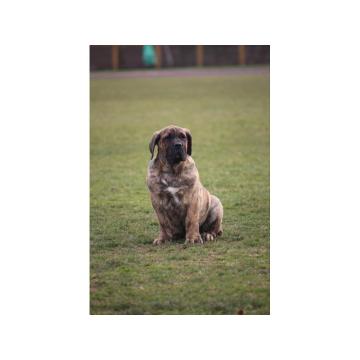 Presa Canario prelepi štenci