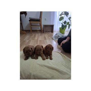 Prodajem crvene patuljaste pudle   