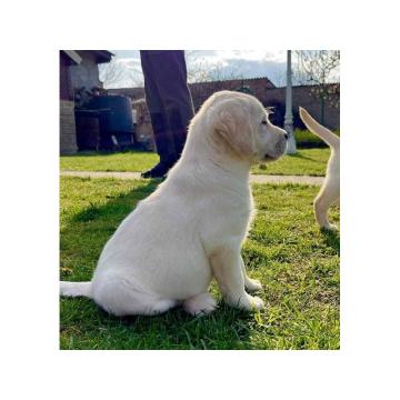 Labrador retriver štenci 