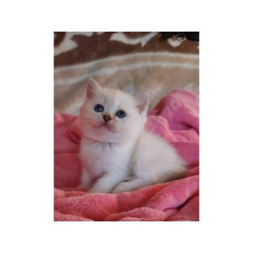 Britanska kratkodlaka mačka, mačići