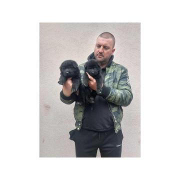 Crni i standardni štenci nemačkog ovčara