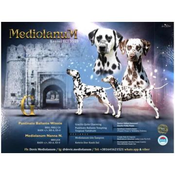 Dalmatinski pas, vrhunski štenci 