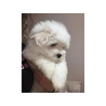 Coton de Tulear (Tulearski pas) stenci