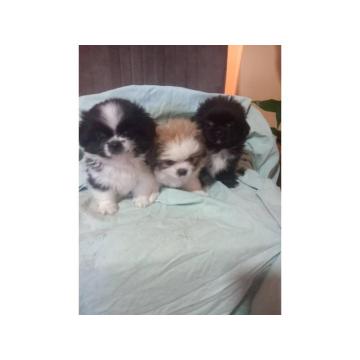 Pekinezer štenci
