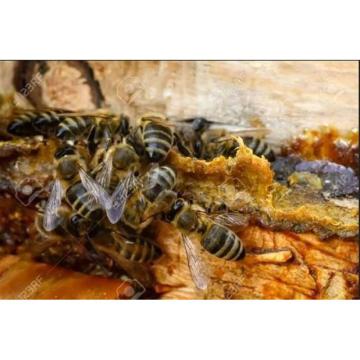 Prodajem propolis rastvor