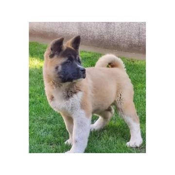 Americka akita, štenci