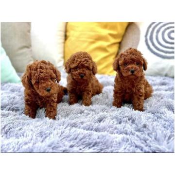 Teddy bear toy PUDLE – malene, prelepe  