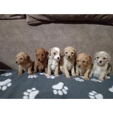 Patuljaste Pudle prodaja