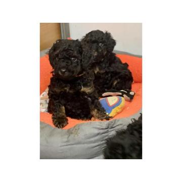 Toy Pudle Black & Tan Pedigree