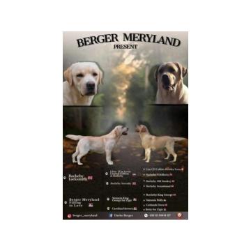 Stenci LABRADOR retrivera 