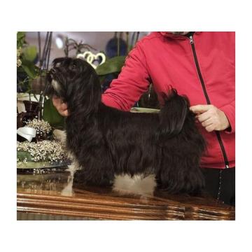 Bichon Havanese- vrhunski Havanski bišoni 