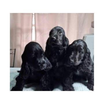 Engleski Koker španijel štenci