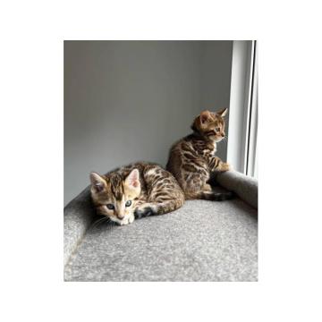 Прелепи браон бенгалски мачићи