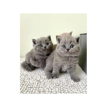 Прелепи британски краткодлаки мачићи