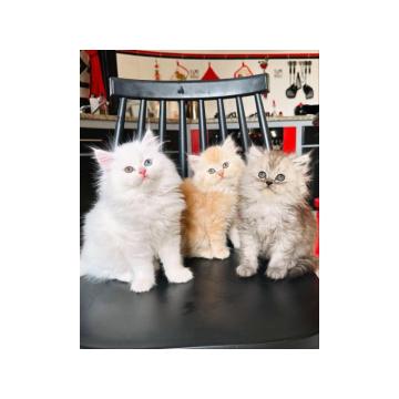 Рагдолл мачићи на продају мужјак/женка