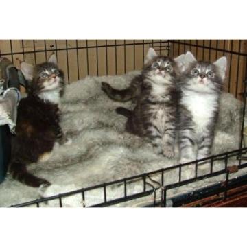 Прекрасни Маине Цоон мачићи