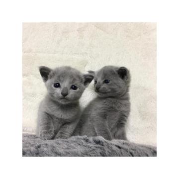 Педигре Руссиан Блуе Киттенс за нову породицу пуну љубави.